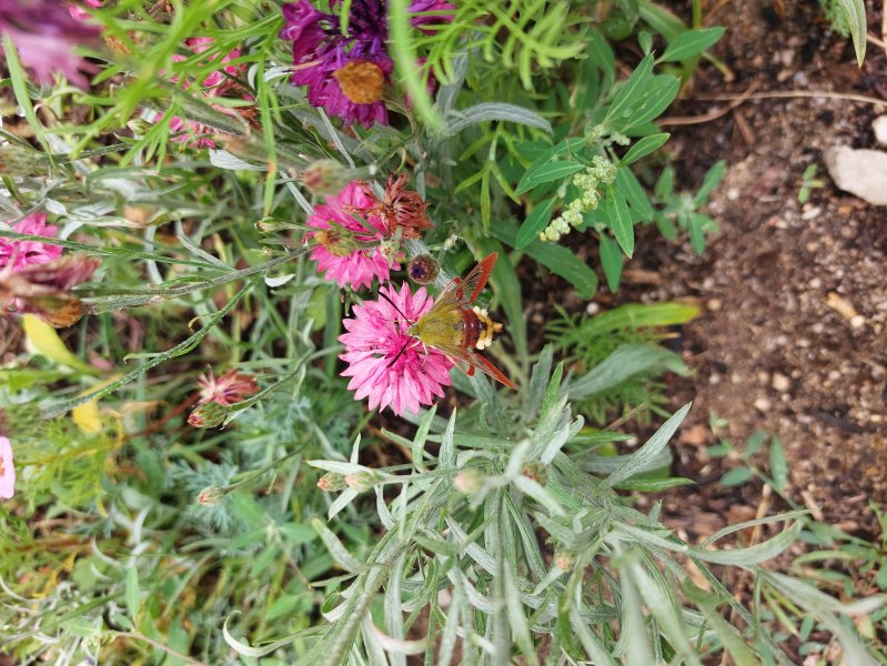 PAPILLON. SPHINX GAZE sur Centaurée fuchsia v2. ANAB LEFFRAY